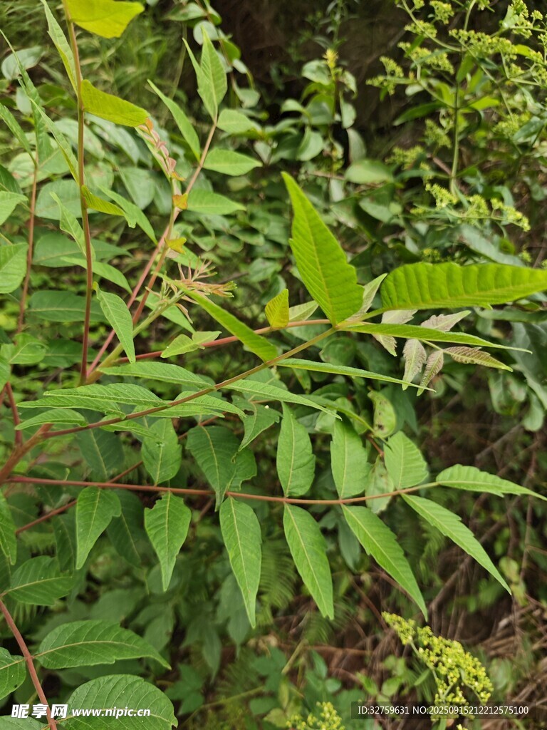 翠綠繁茂的植物枝葉