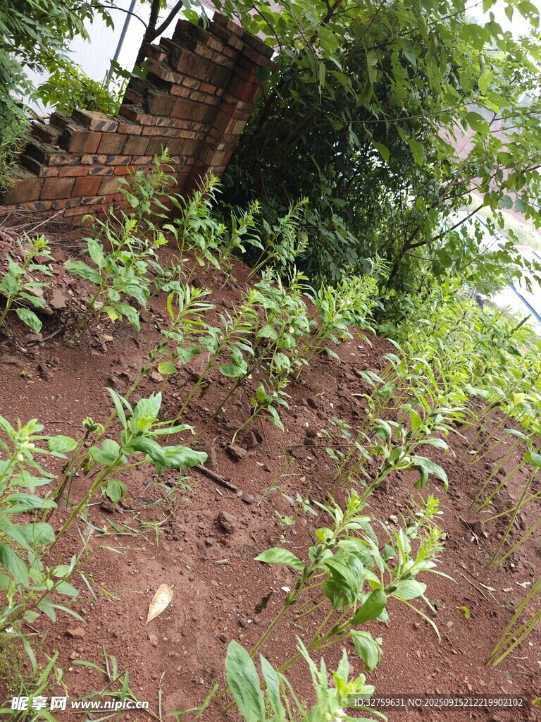 山坡上的綠植與破舊建筑