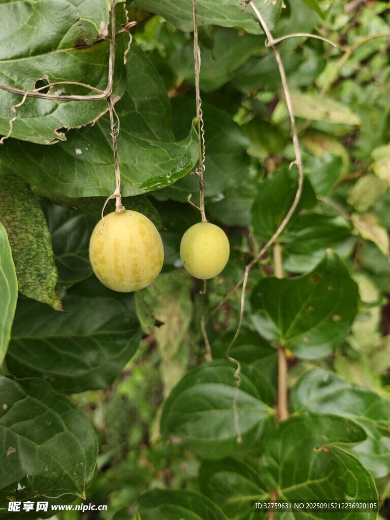 枝頭掛著的兩顆黃果子