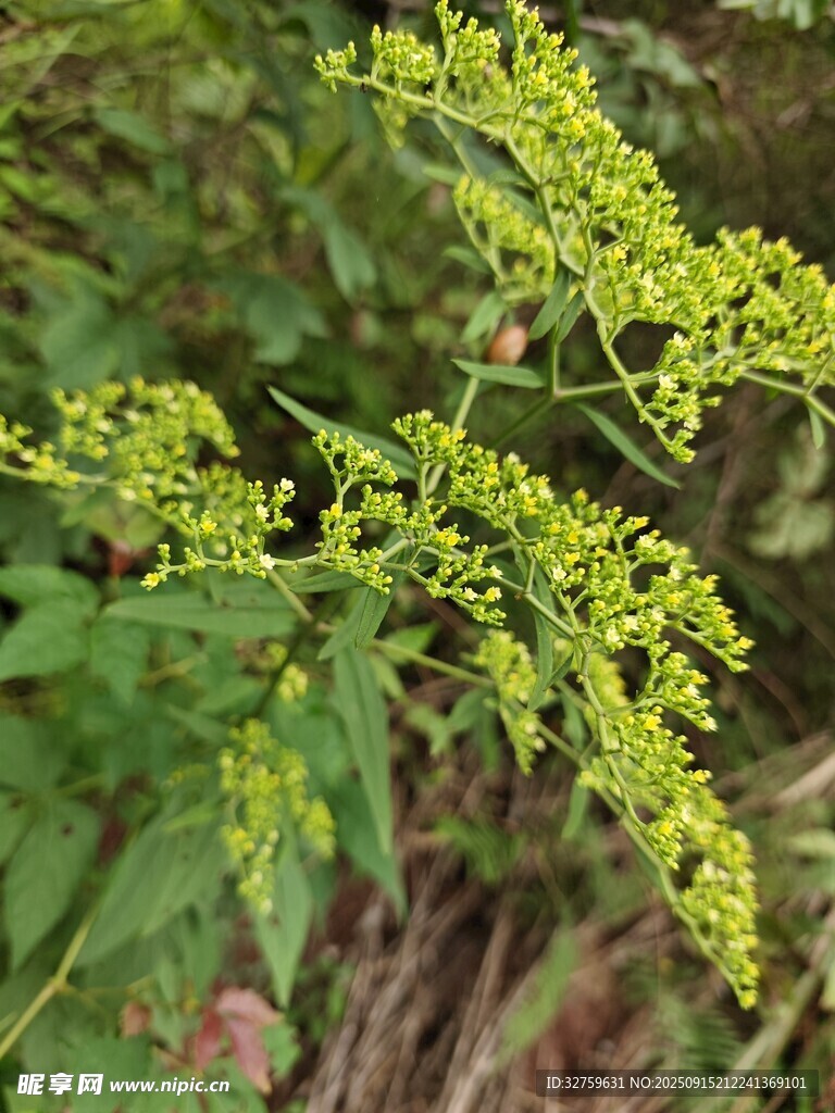 黃色小花植物特寫