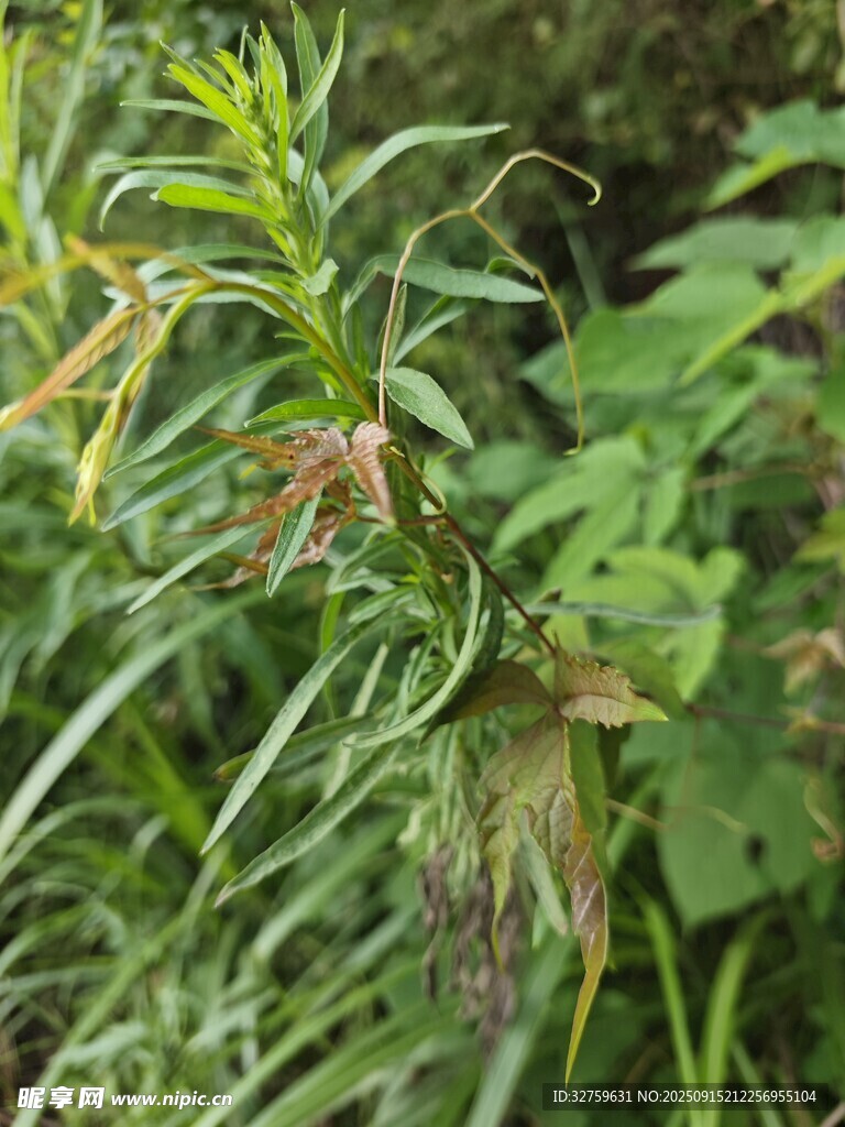 野外綠色植物特寫