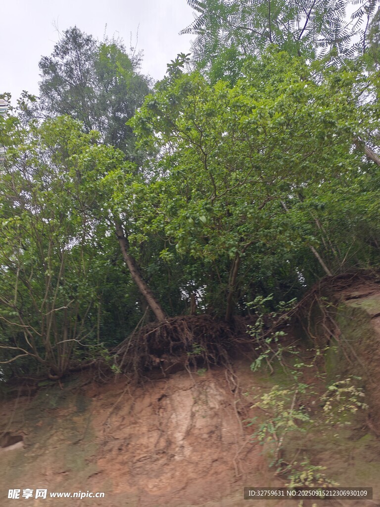 山坡上繁茂的綠樹景象