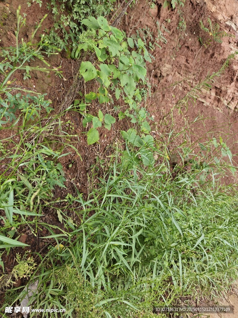 泥土上的綠色植物
