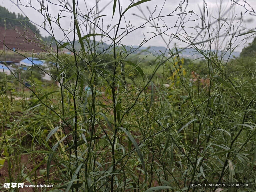 田野中的繁茂植物景觀