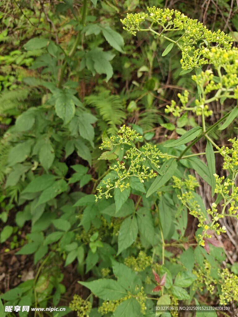 綠葉黃花的蓬勃植物景觀