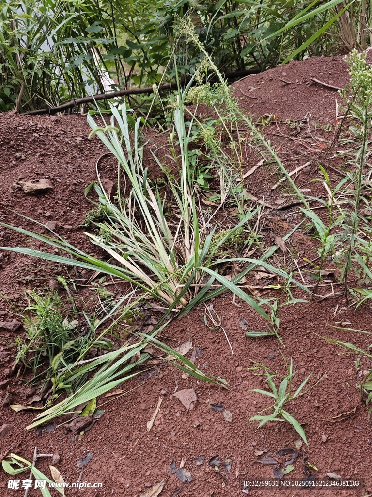 地面上的叢生綠色植物
