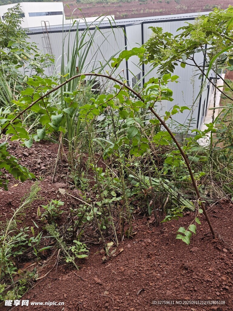 戶外綠植與泥土場景