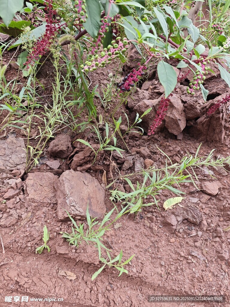 泥土中的綠植與石塊