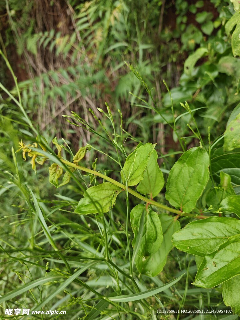 野外繁茂的綠色植物景象