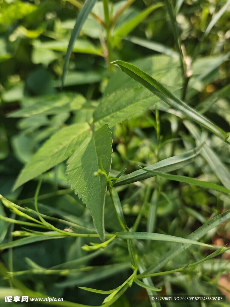 翠綠藤蔓植物特寫(xiě)