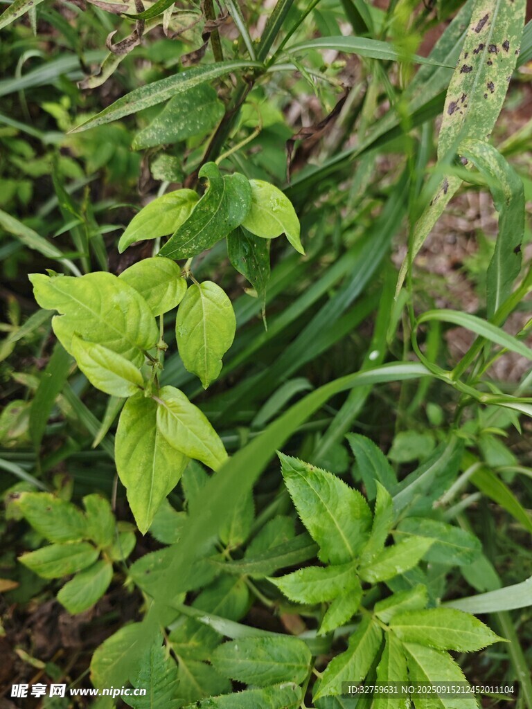 嫩綠植物生機(jī)盎然