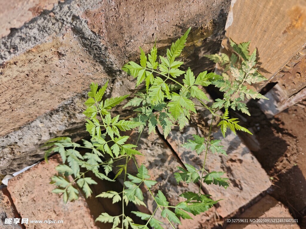 磚縫中生長的嫩綠植物
