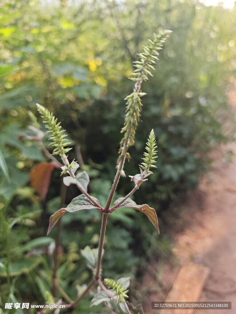 田間帶刺植物特寫