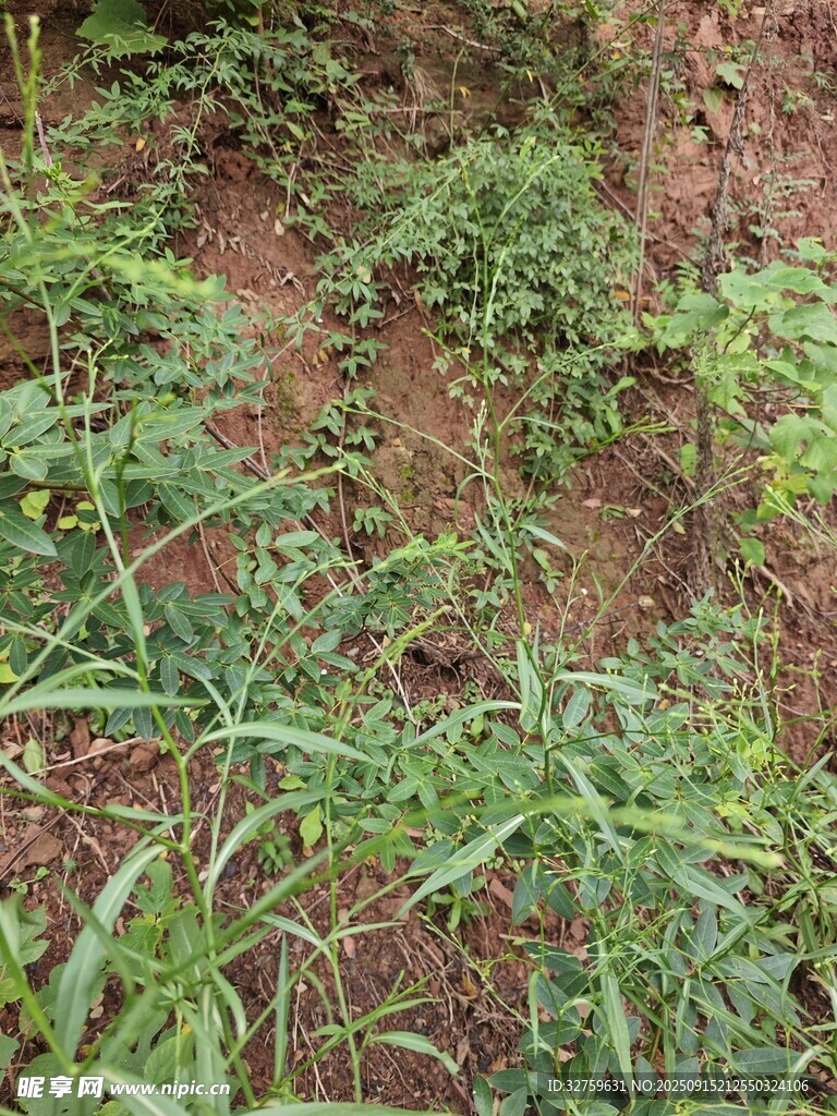 山坡上的繁茂綠植