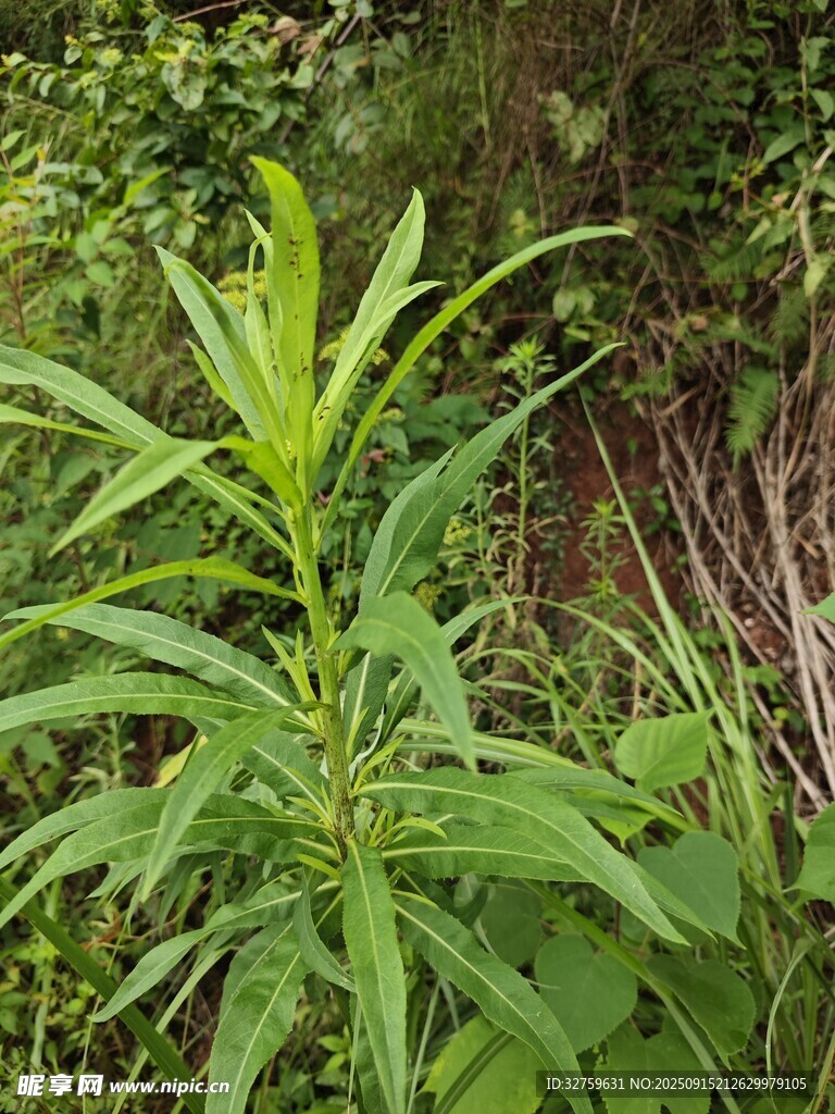 野外綠色植物特寫