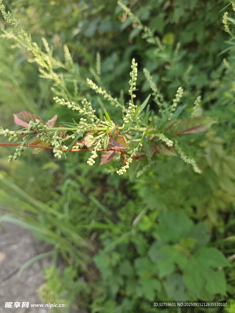 帶紅果的綠色植物特寫(xiě)