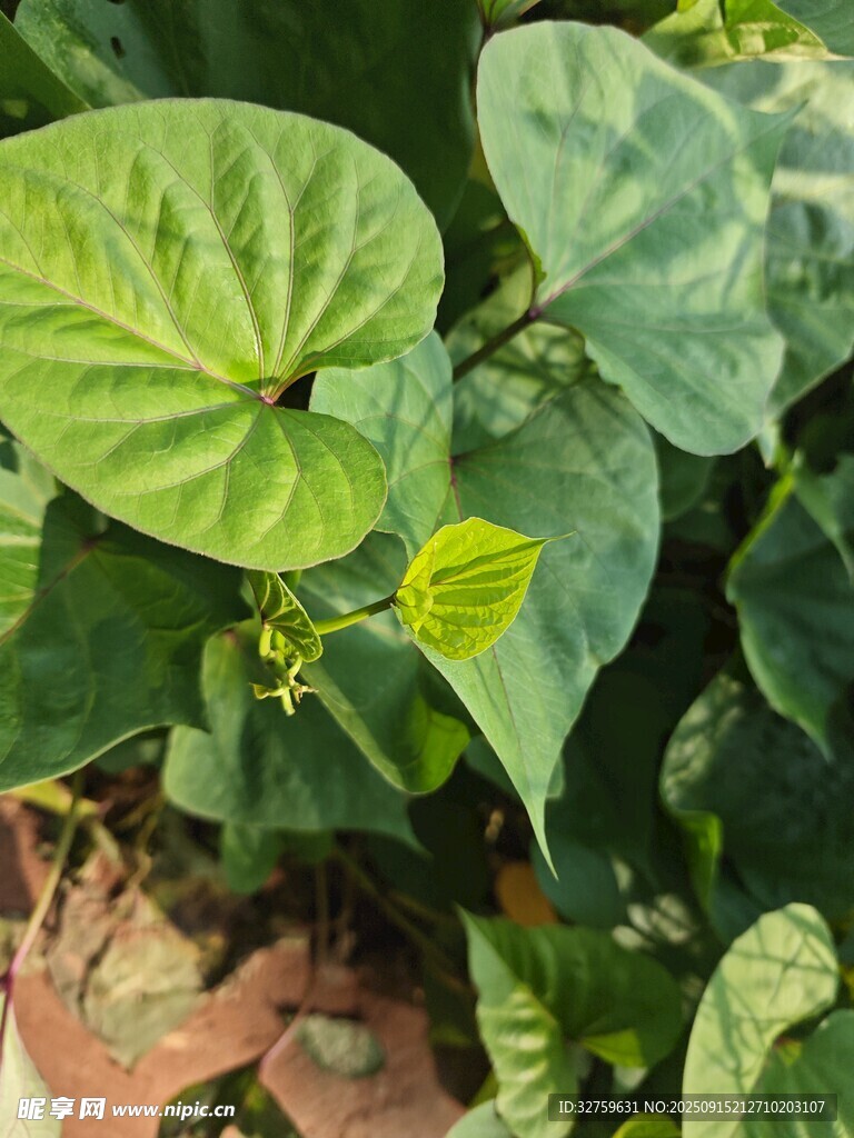 心形綠葉植物特寫(xiě)