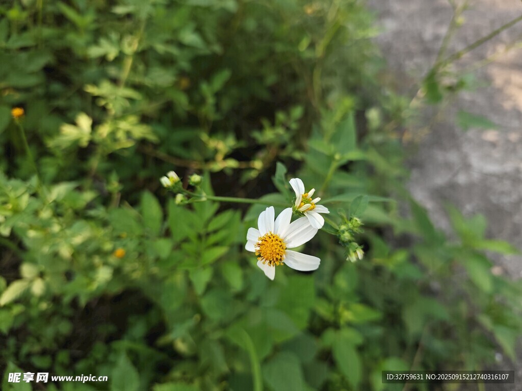 草叢中的清新小白菊