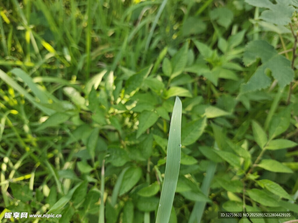 翠綠繁茂的野生植物
