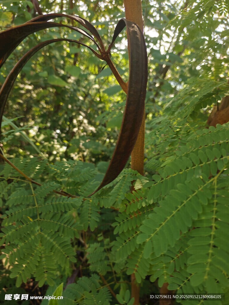 蕨類植物與彎曲樹干景觀