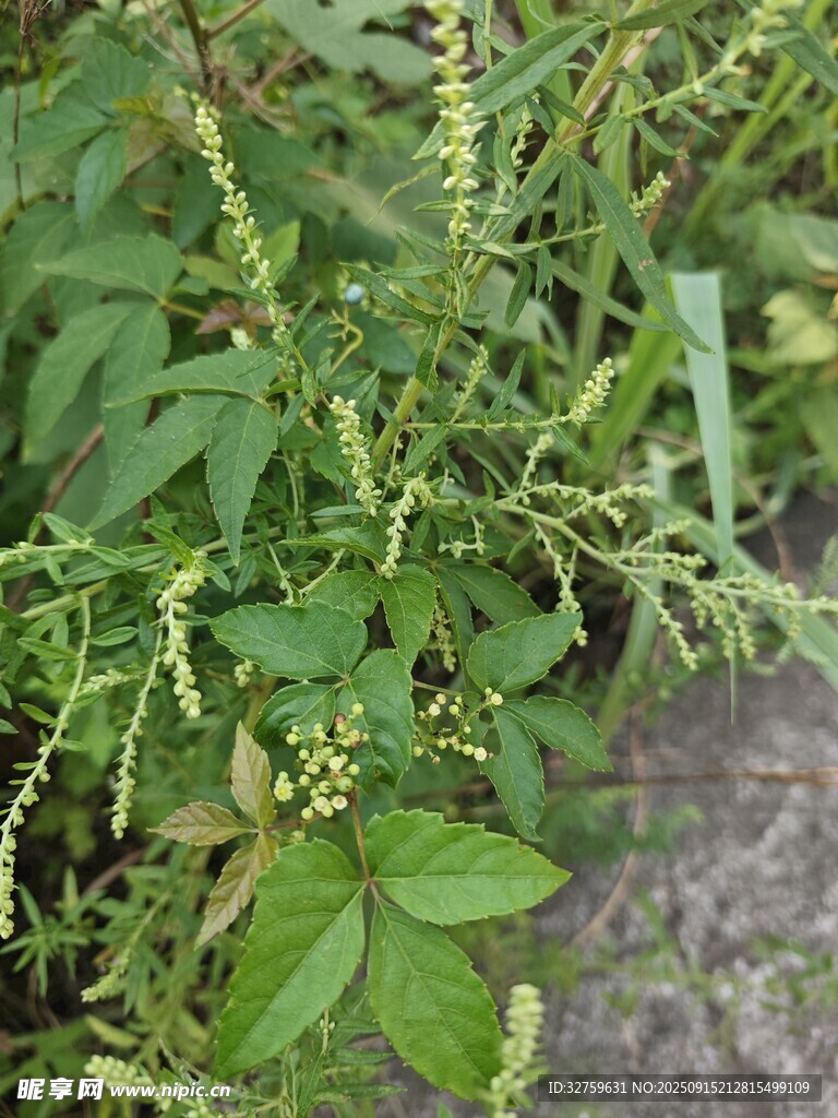野外綠色植物特寫