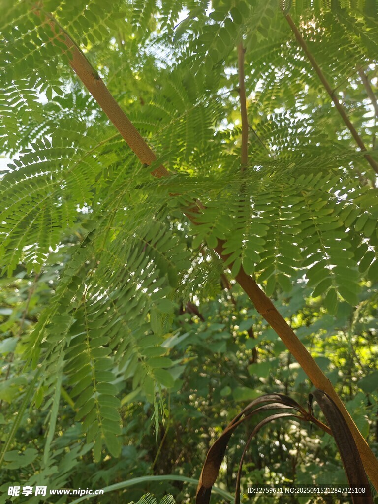 翠綠繁茂的羽狀葉片植物