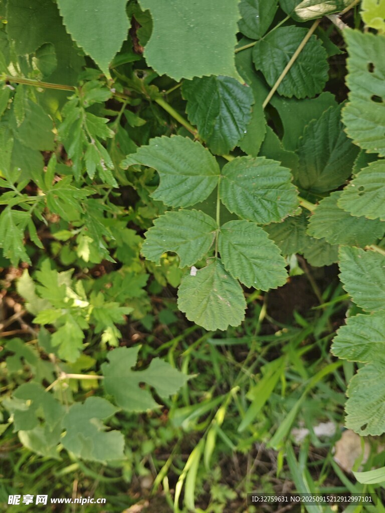 綠葉叢生的自然景象