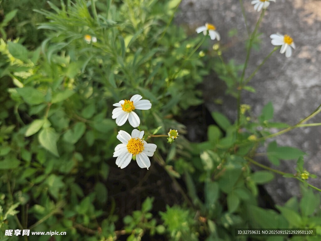 白色小花綻放于綠植間