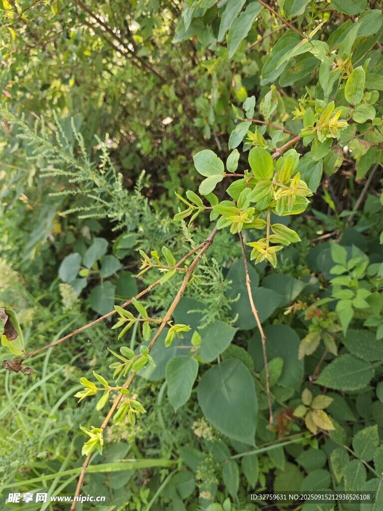 野外繁茂綠植景象