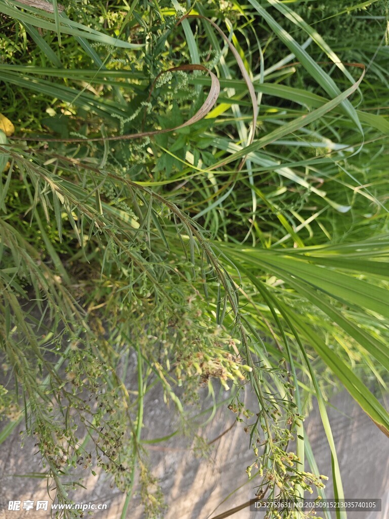 草叢中的綠色植物景象