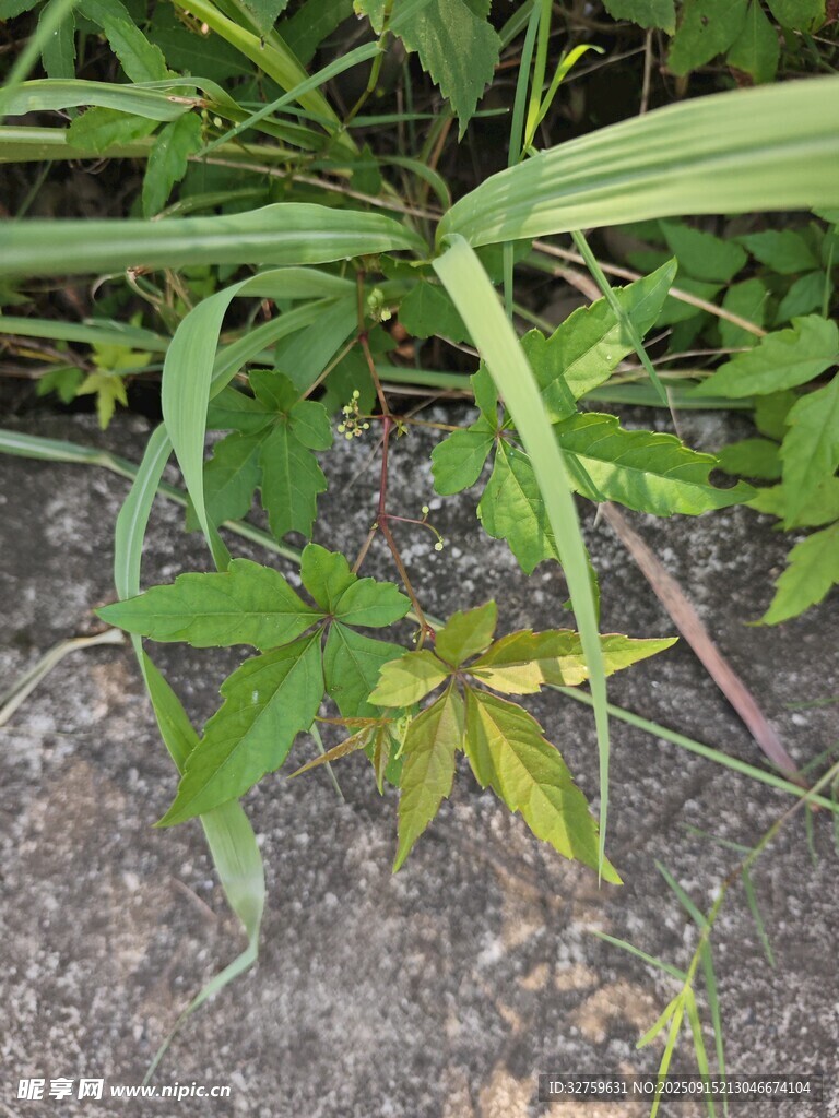 地面上的綠色植物