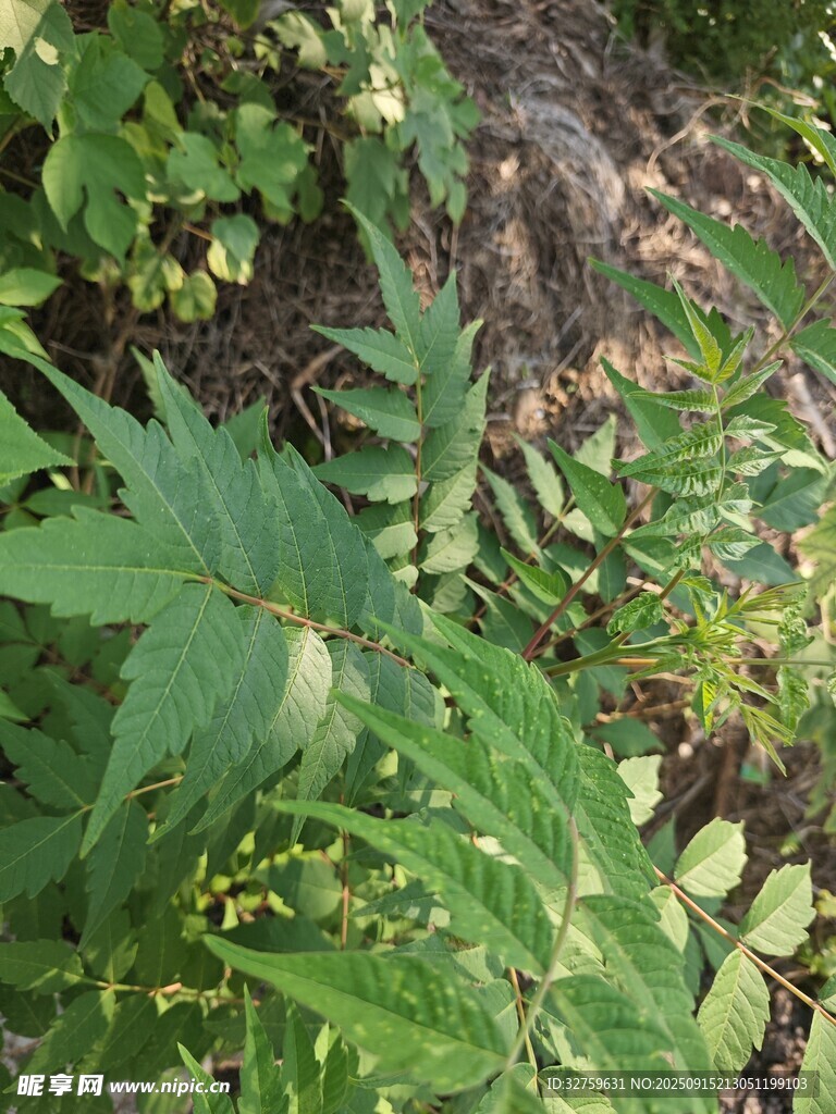野外綠色植物景象