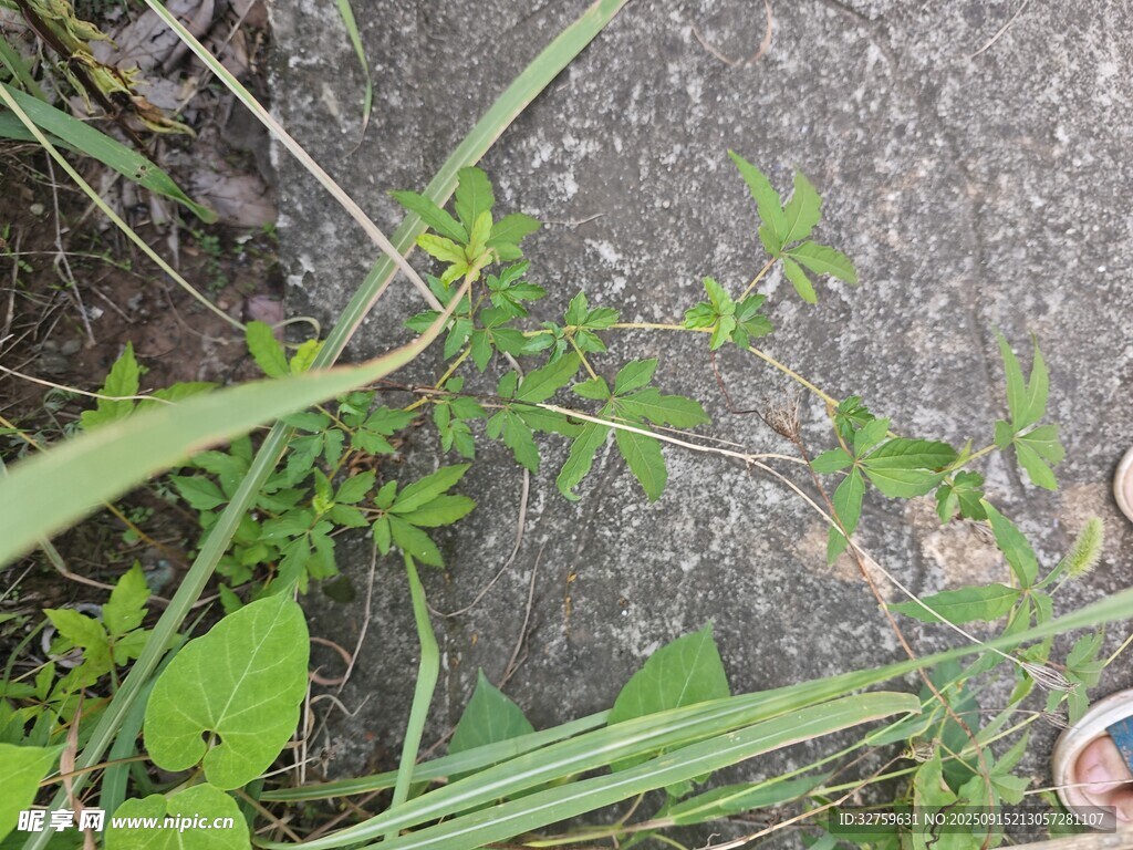 草叢中的植物景象