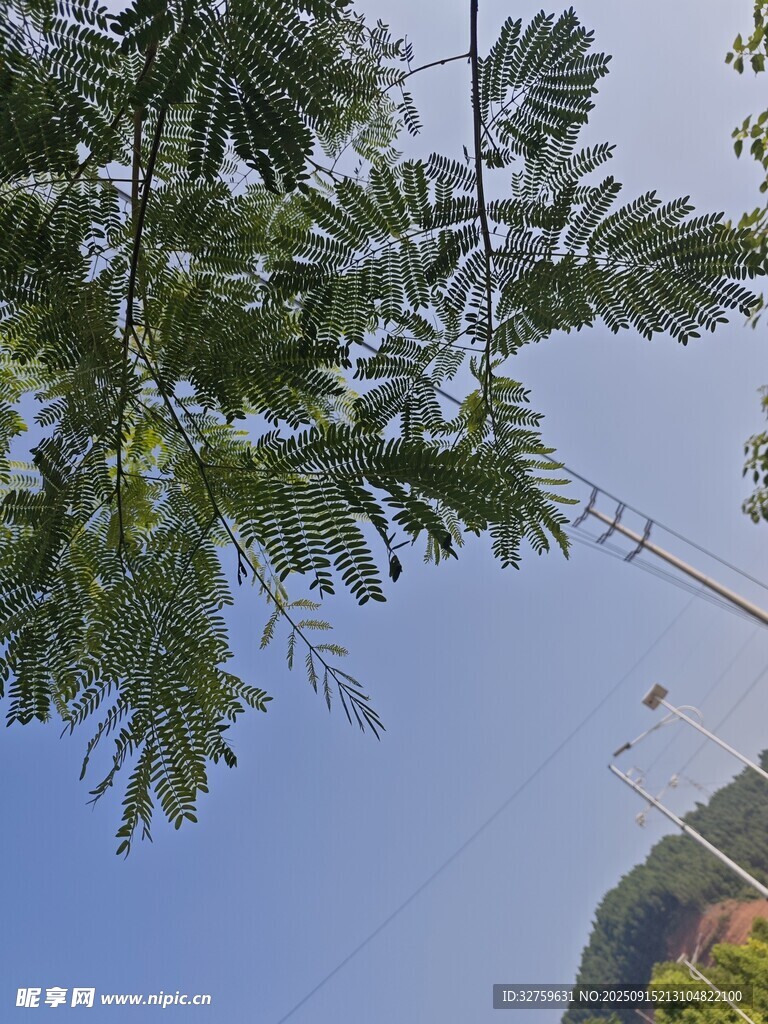 仰視視角下的繁茂綠樹