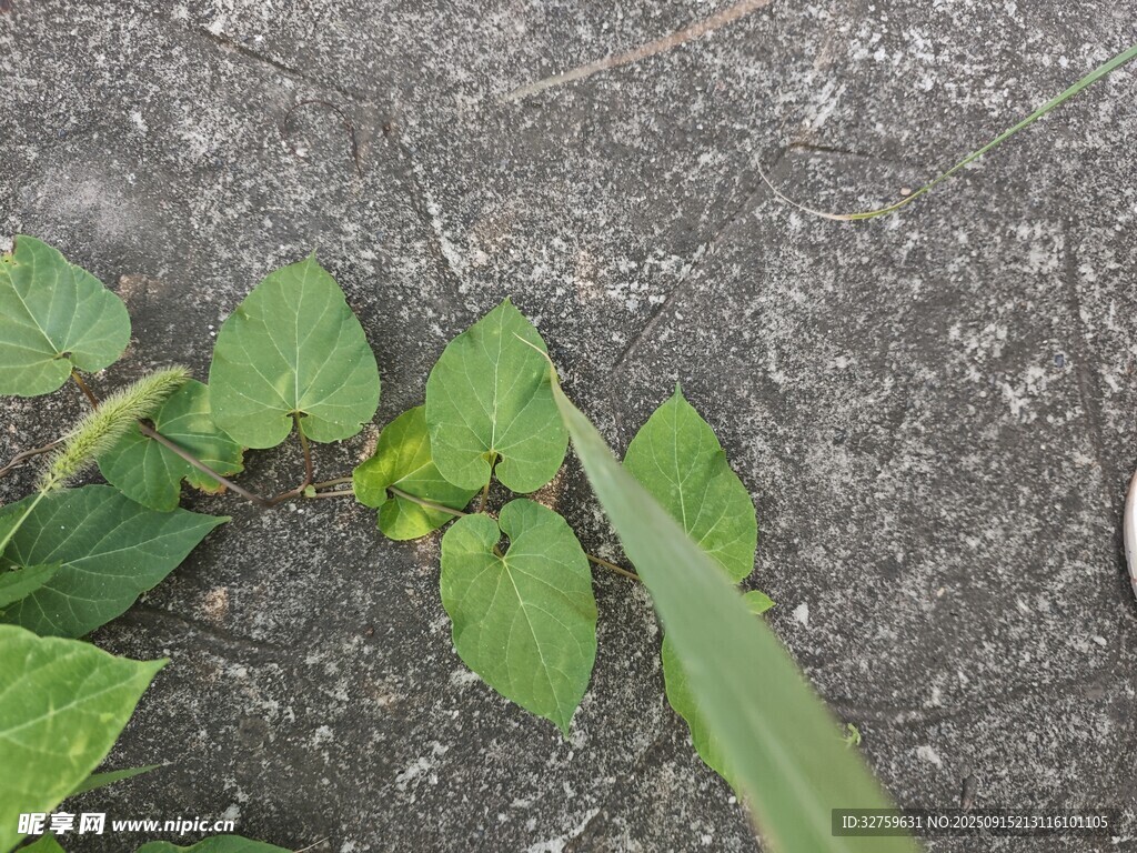 地面上的嫩綠植物葉片