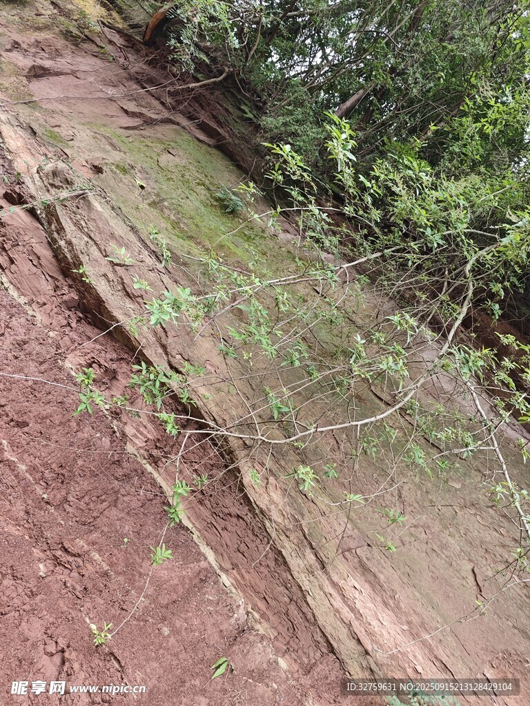 山坡上的綠植與裸露泥土