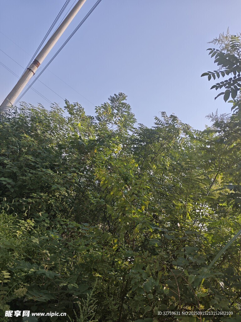 綠樹藍天間的電線桿