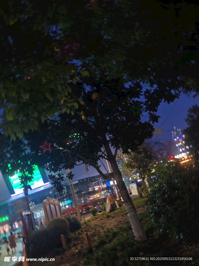 夜晚城市中的樹木景觀