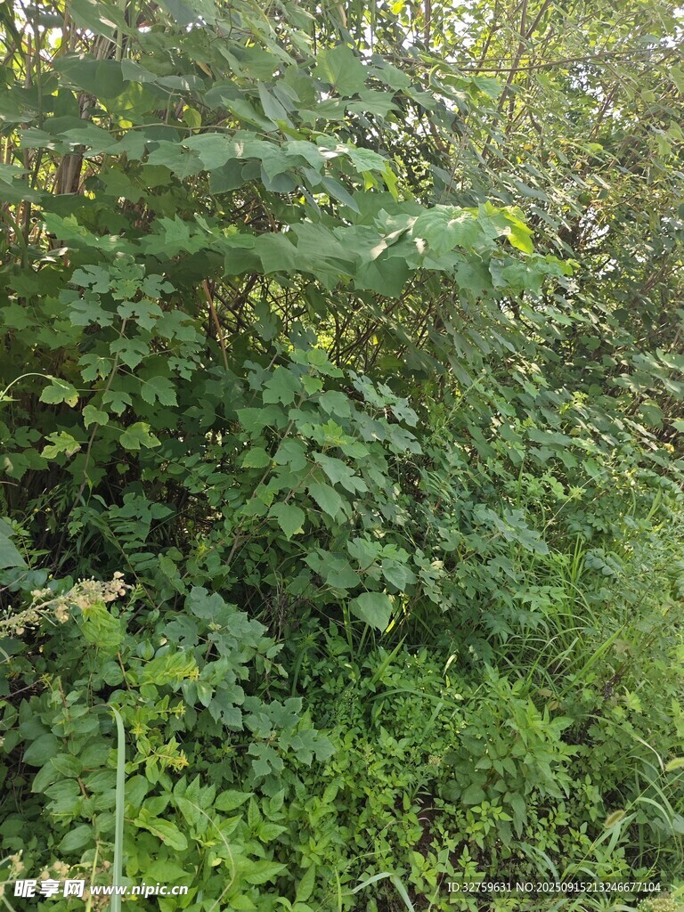 繁茂綠植