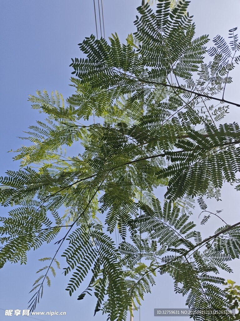 藍天映襯下的翠綠枝葉
