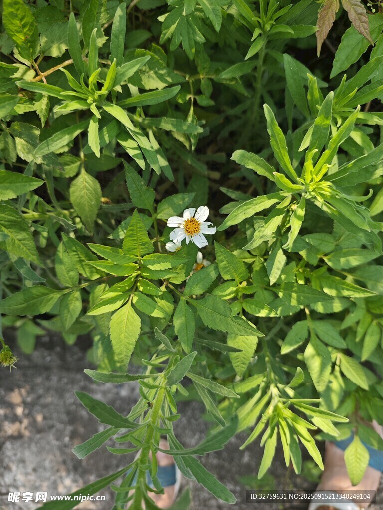 綠葉叢中的白色小花