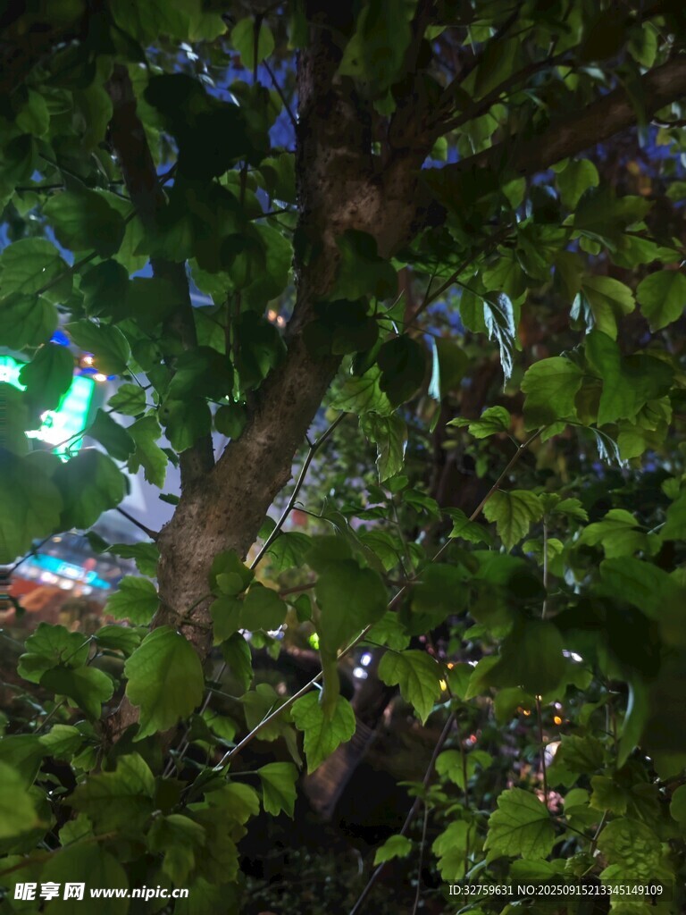 透過枝葉見微光