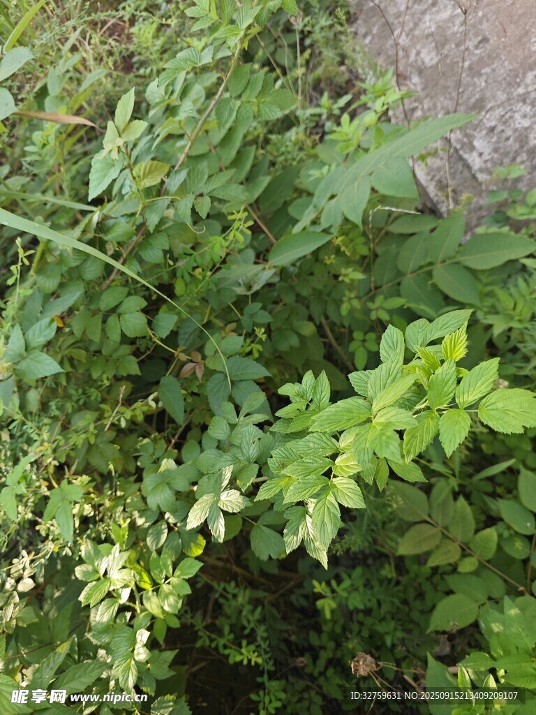 繁茂綠植近景