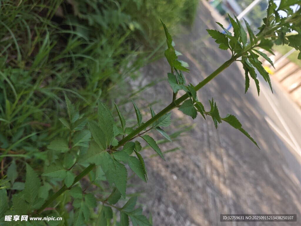 帶刺植物特寫