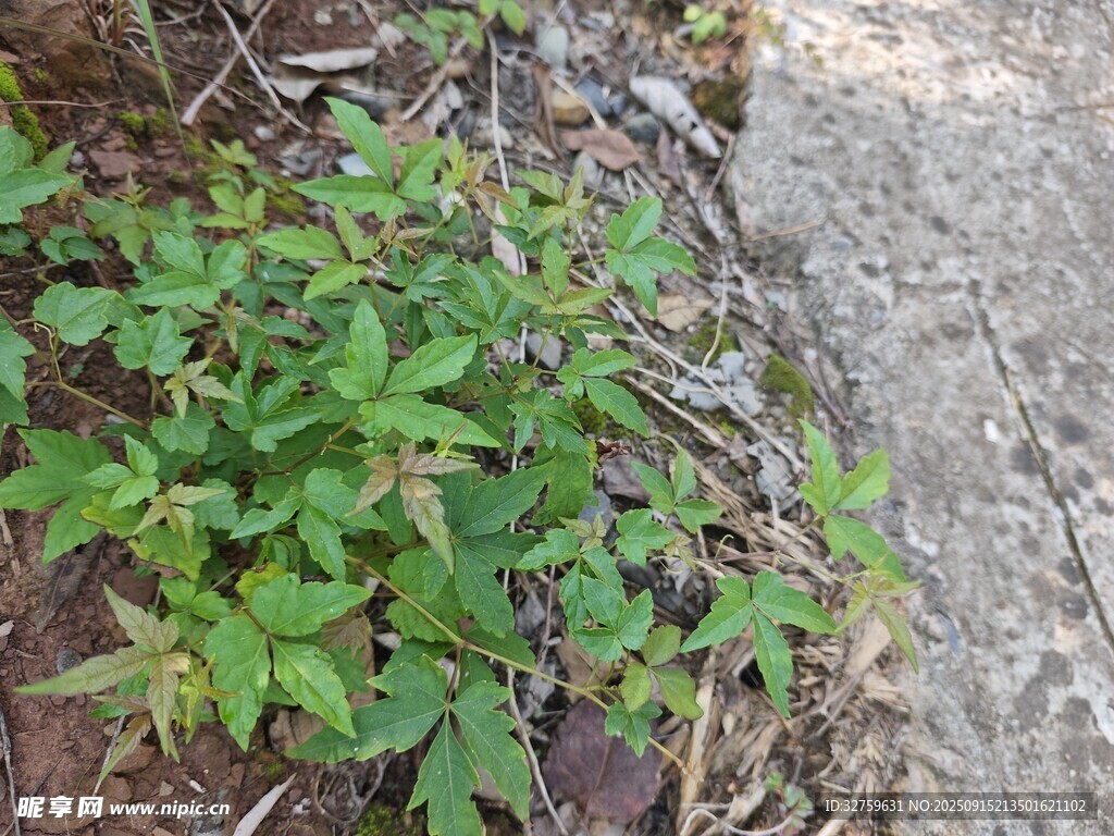 地面生長的嫩綠植物