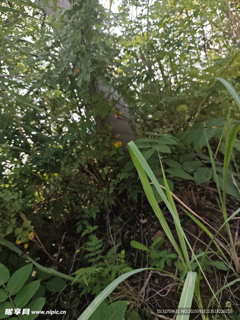 茂密叢林中的綠色植物