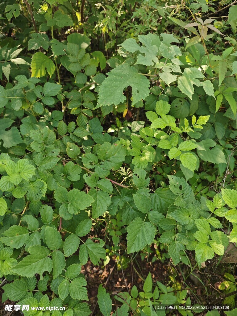 翠綠繁茂的植物景觀