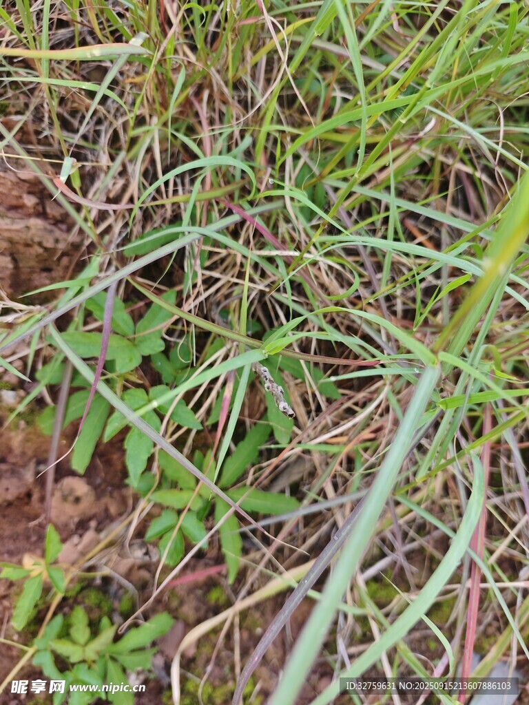 草叢中的嫩綠植物