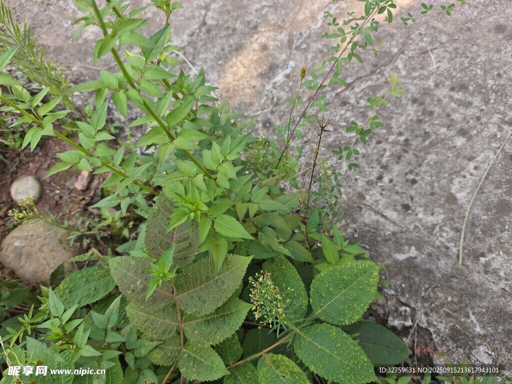 墻邊生長的綠色植物