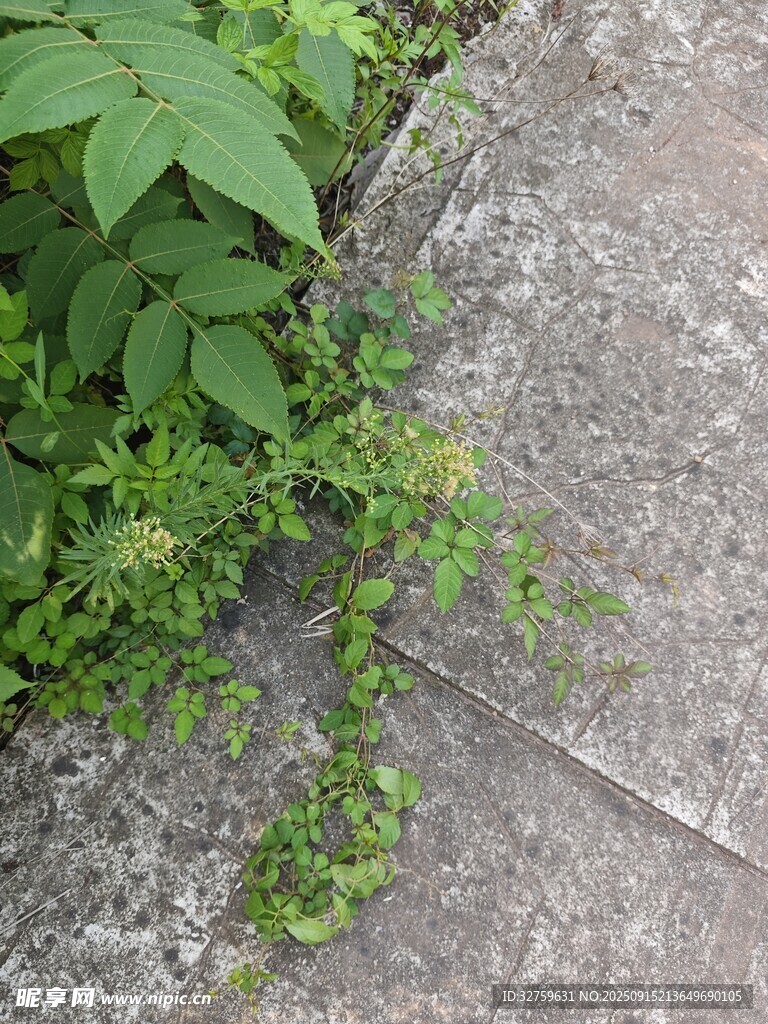 石縫中生長的綠色植物